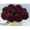 Hydrangea mag ruby red classic