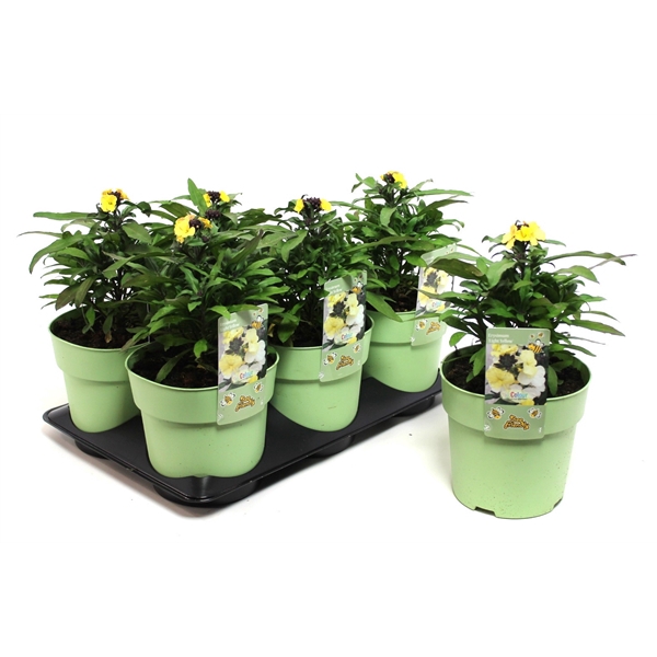 <h4>Erysimum Lemon Glow</h4>