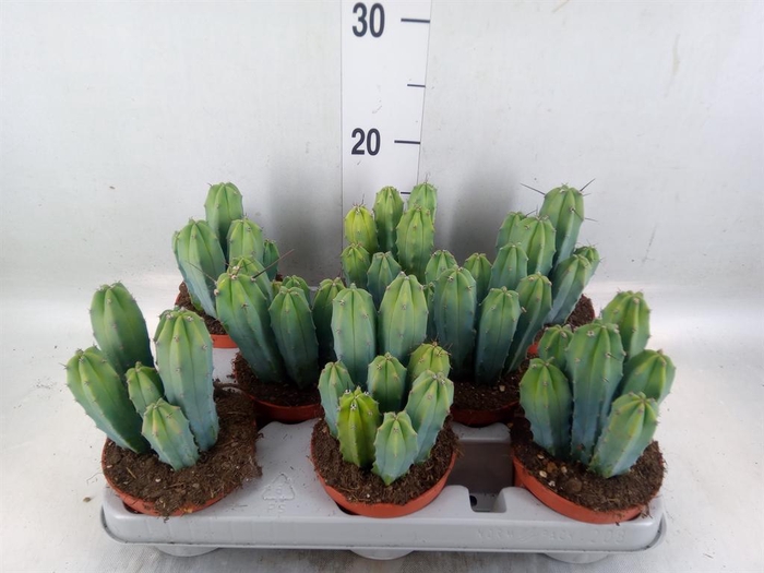 <h4>Cereus   ...</h4>