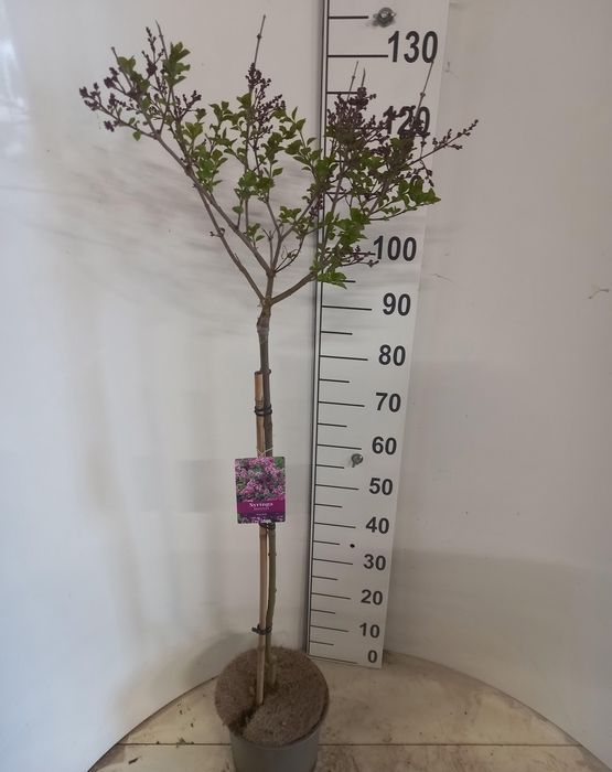 <h4>SYRI MEY PALIBIN</h4>