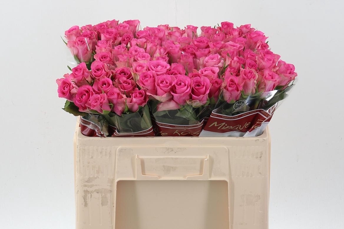 <h4>R Gr Royal Jewel</h4>