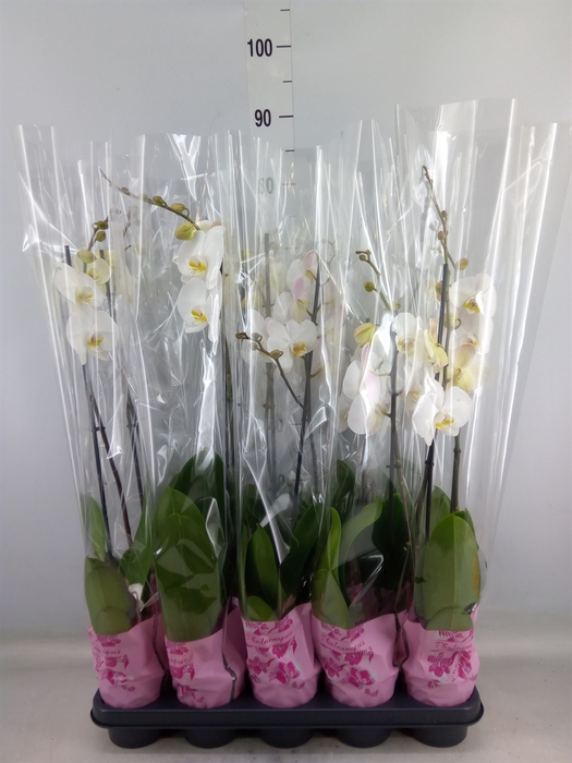 <h4>Phalaenopsis   ...white</h4>