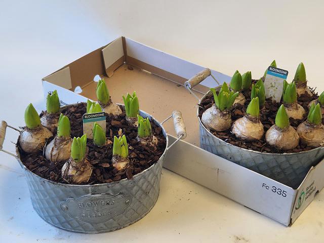 <h4>ARR HYACINTH</h4>