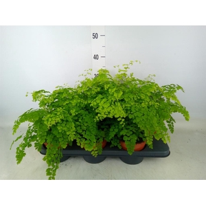 Adiantum raddi. 'Fragrans'