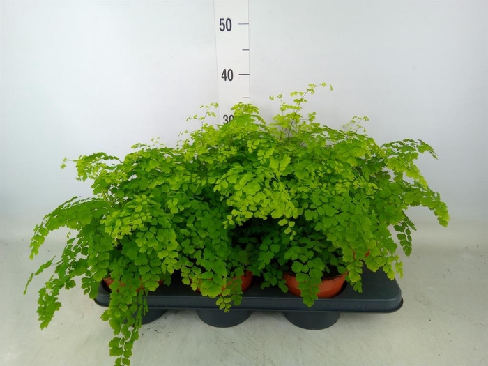 <h4>Adiantum raddi. 'Fragrans'</h4>