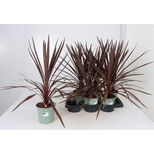 CORD AUS RED STAR