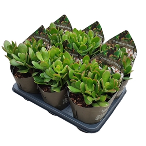 CRASSULA PORTULACEA - POT Ø 14 WITH POTCOVER (SUCCULENTEN)