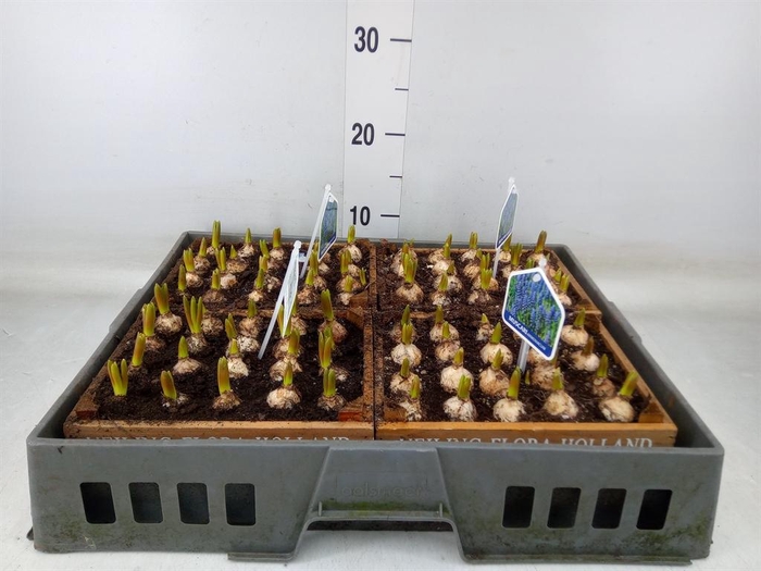 <h4>Arr.  Muscari L%</h4>