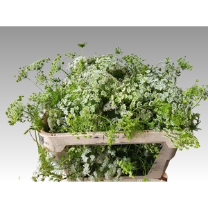 AMMI MAJUS GRACELAND