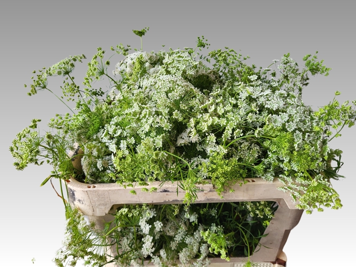 <h4>AMMI MAJUS GRACELAND</h4>
