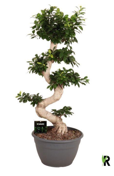 <h4>Ficus microcarpa 'Ginseng'</h4>