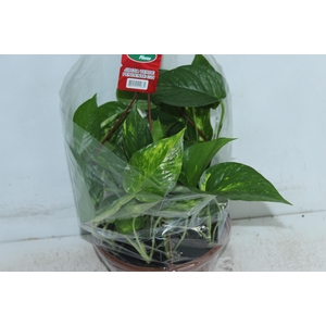 JIBOIA VERDE C21 PENDENTE