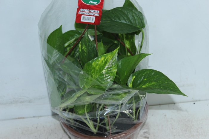 <h4>JIBOIA VERDE C21 PENDENTE</h4>