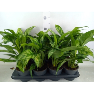 Aglaonema  'Maria'