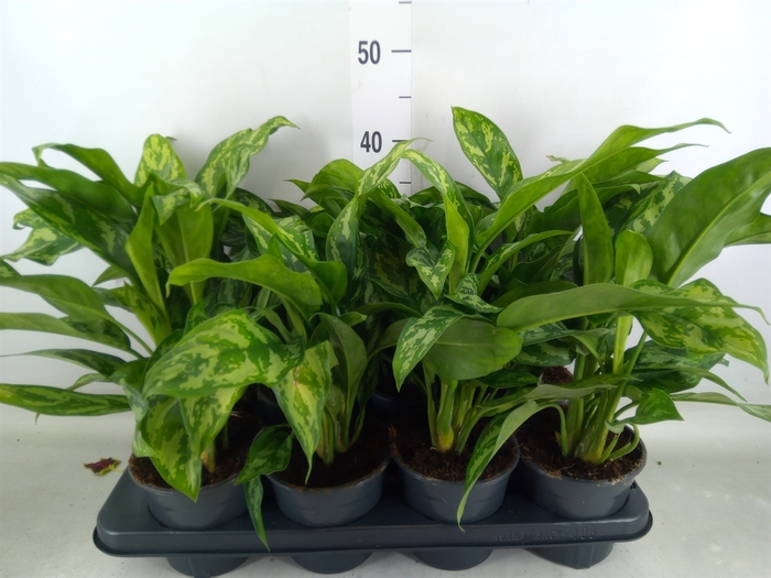 <h4>Aglaonema  'Maria'</h4>