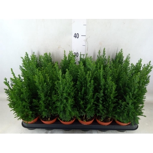 Chamaecyparis laws. 'Ellwoodii'