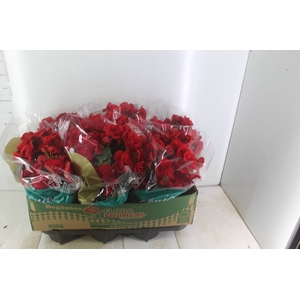 BEGONIA BALADIN P15
