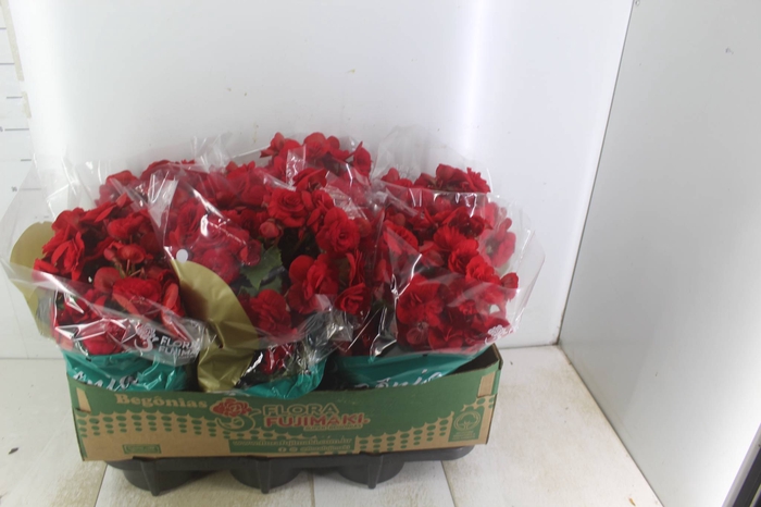 <h4>BEGONIA BALADIN P15</h4>