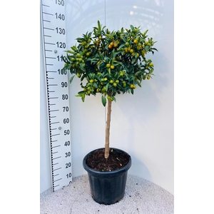 Citrus Kumquat Nagami on stem