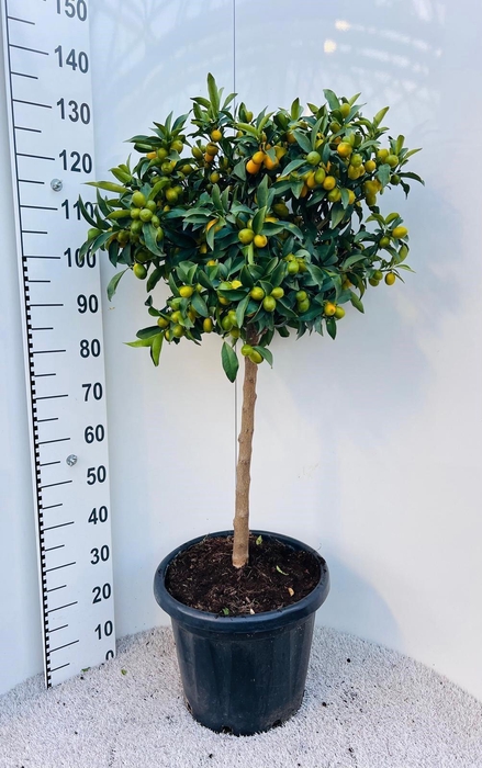 <h4>Citrus Kumquat Nagami on stem</h4>