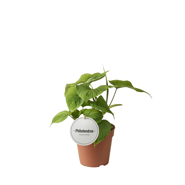 <h4>Philodendron Peru</h4>