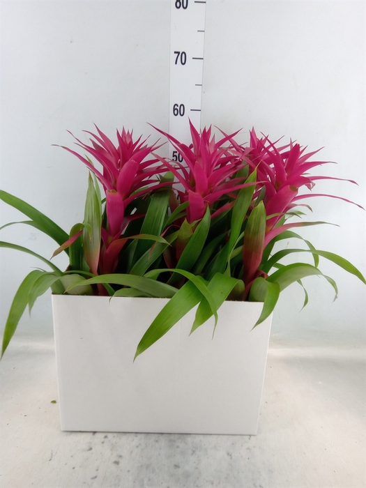 <h4>Guzmania  'Voila'</h4>