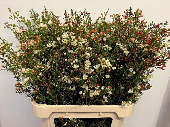 <h4>CHAME ME GIL</h4>