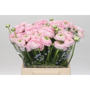 Ranunculus Clooney Polka Extra