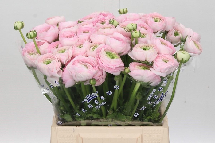 <h4>Ranunculus Clooney Polka Extra</h4>