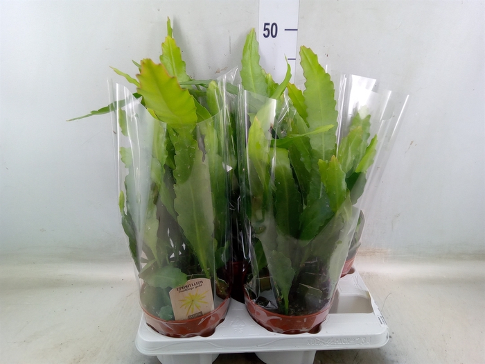 <h4>Epiphyllum   ...</h4>