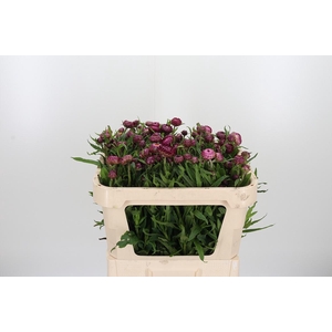 Helichrysum Ov P St