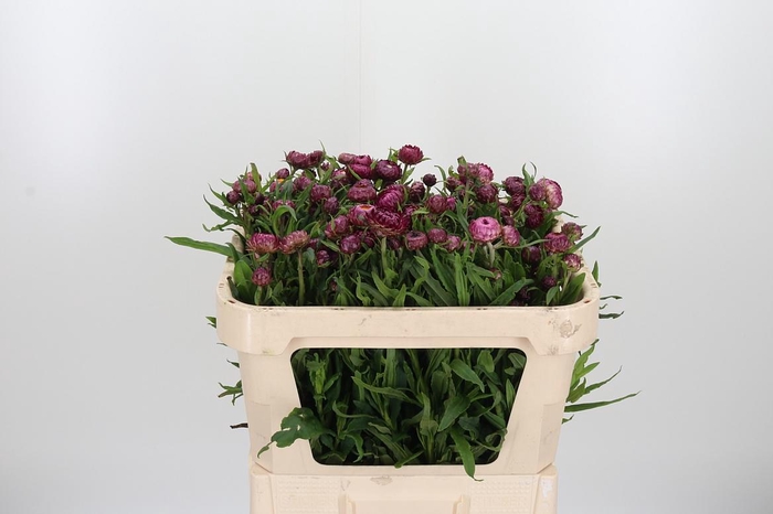 <h4>Helichrysum Ov P St</h4>