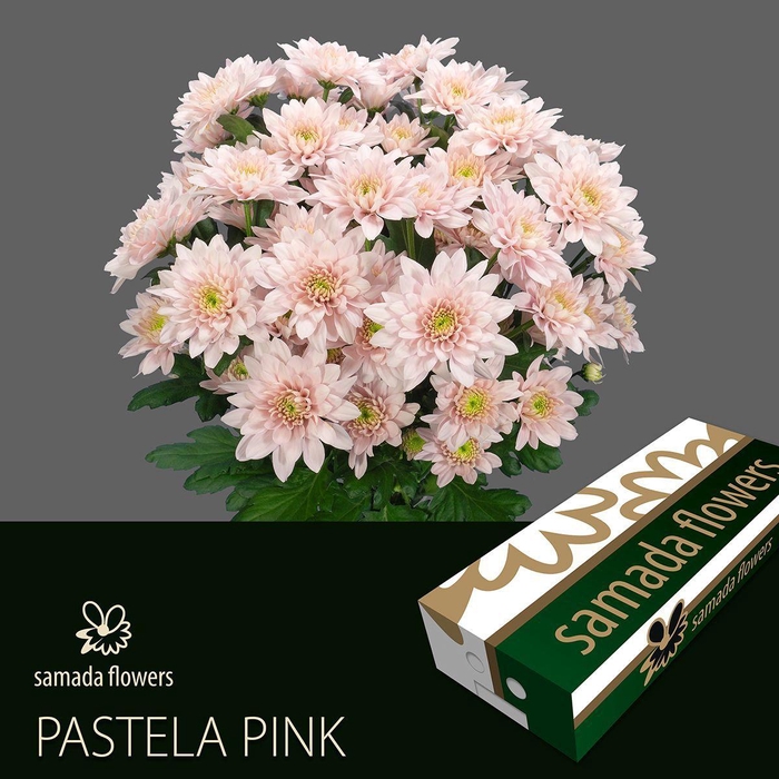 <h4>CHR T PASTELA PINK</h4>