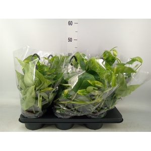 Epipremnum pinn.   HG