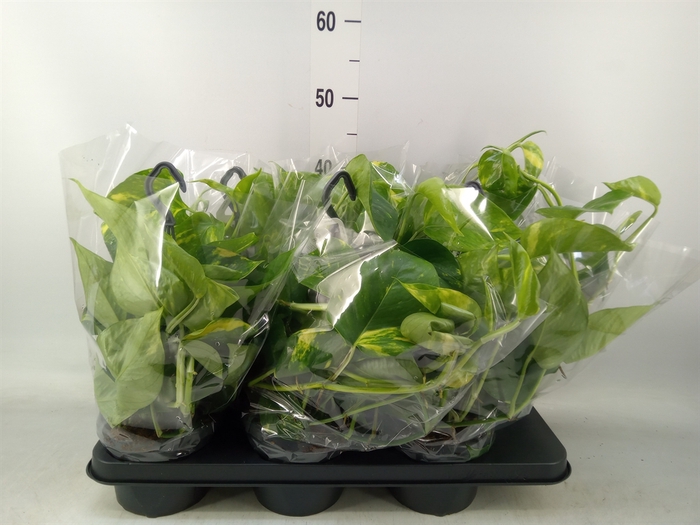 <h4>Epipremnum pinn.   HG</h4>