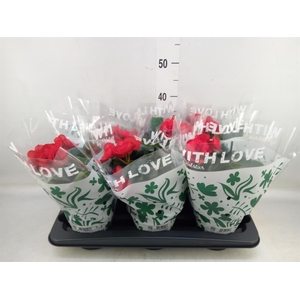 Begonia elat. DU 'Baladin'