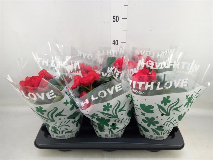 <h4>Begonia elat. DU 'Baladin'</h4>