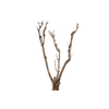 Syringa Branch Super Joseph