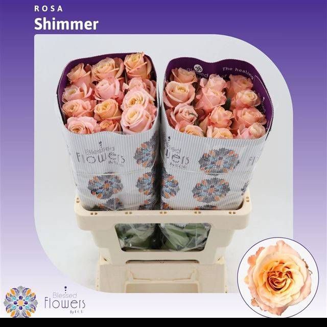 <h4>R GR SHIMMER</h4>