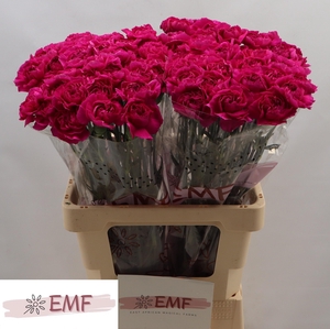 DI ST PURPLE DAMASCU