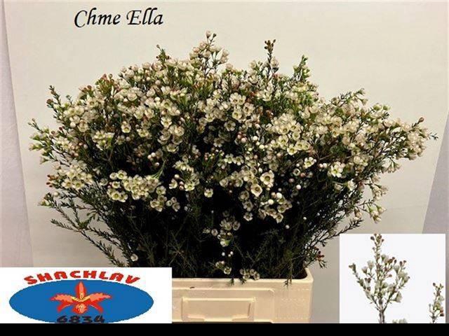 <h4>CHAME UN ELLA</h4>