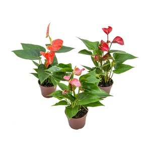 ANTHURIUM VARIADO P09