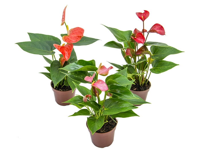 ANTHURIUM VARIADO P09