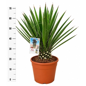 YUCCA