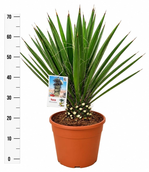 <h4>YUCCA</h4>