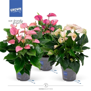 Mimesis Anthurium KARMA Specialty mix - 17 cm