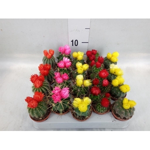 Cactus   ...decorated