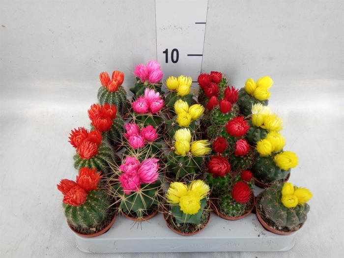 <h4>Cactus   ...decorated</h4>