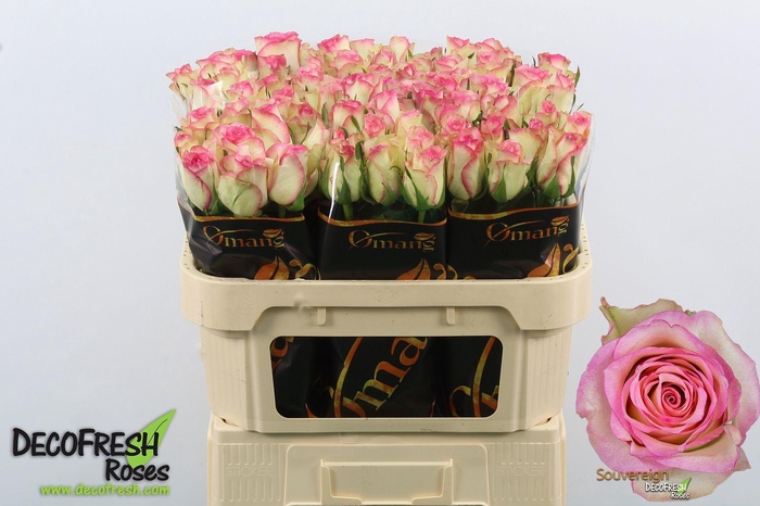 <h4>R Gr Souvereign</h4>