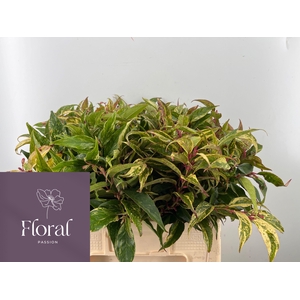 LEUCOTHOE FONT RAINB